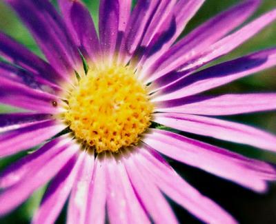 v3/18/513218/3/45191866.Aster.jpg