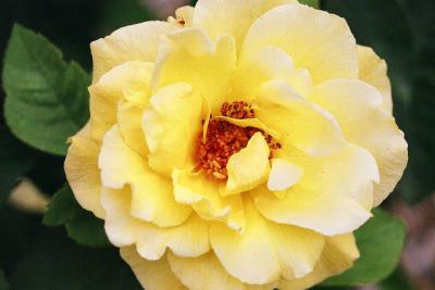 v3/18/513218/3/46019771.YellowRoseofTexas.jpg