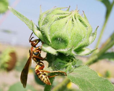 v3/18/513218/3/46998446.SunflowerWasp.jpg