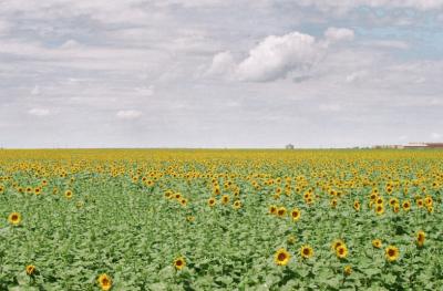 v3/18/513218/3/47991984.SeaofSunshine.jpg