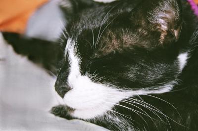 v3/18/513218/3/48020104.Batnappin.jpg