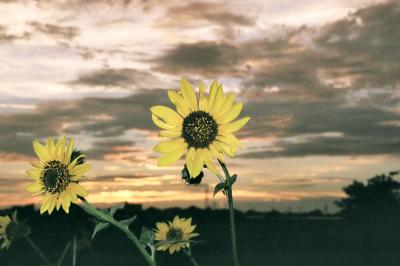 Sunset Sunflower