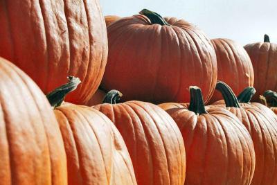 v3/18/513218/3/49742425.Pumpkins.jpg