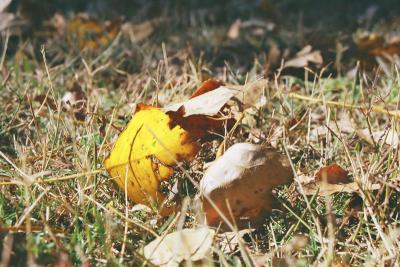 v3/18/513218/3/51116362.Autumn.jpg