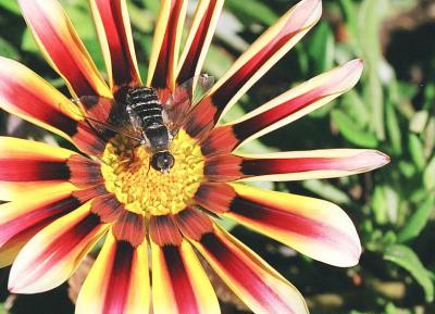 v3/18/513218/3/51467362.DaisyBee.jpg