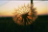 Texas Dandelion