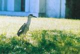 Black-Crowned Night Heron