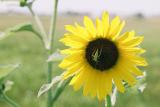 Sunflower & Visitor