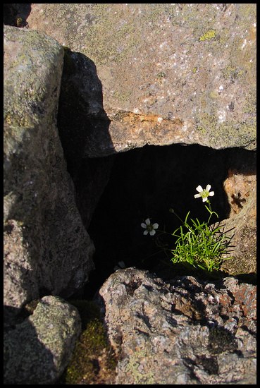 Flower in the Hole