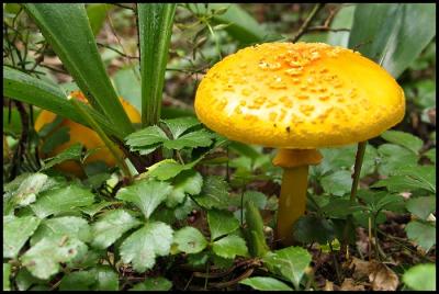 Mushroom on Ethan Pond Trail