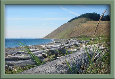 Ebey driftwood.jpg