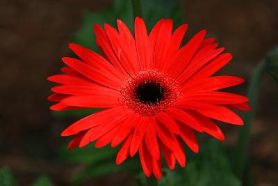 Red Painted Daisy Floating