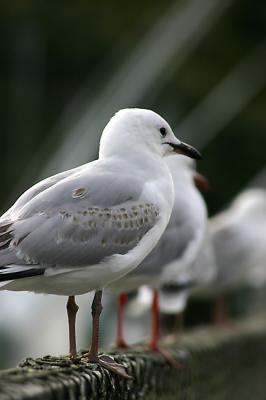 Tutukaka Seagulls