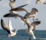 fighting gulls cropped