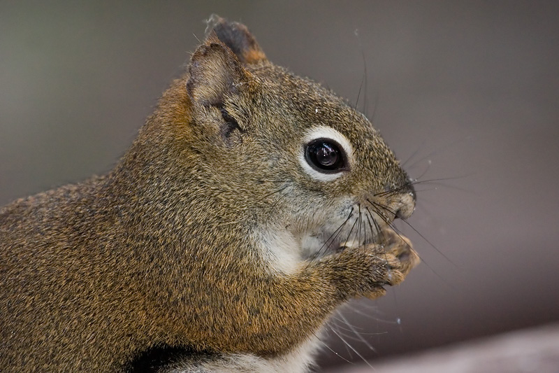 Squirrel