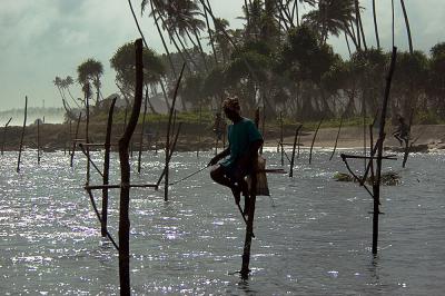 Stilt fishermen, Weligama Bay