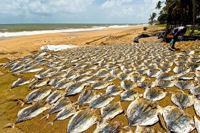 Drying fish