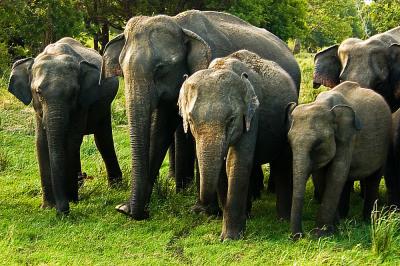 Wild elephants at Minneriya National Park