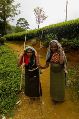 Tea Pickers