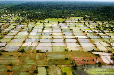 Padi fields........