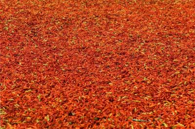 Harvested chilli being dried