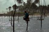 Stilt fishermen, Weligama Bay