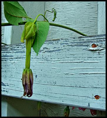 wallflower.jpg