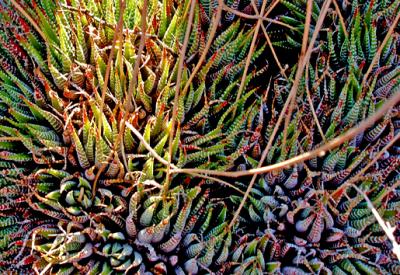 succulent.jpg