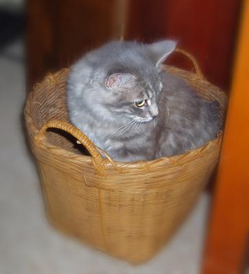 basket case.jpg