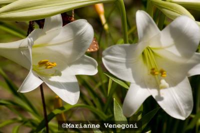 Easter lilies.