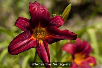 Red Day Lily