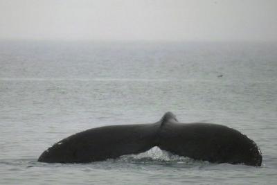 Tail of the Whale