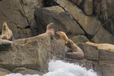 Sea Lion Outcrop