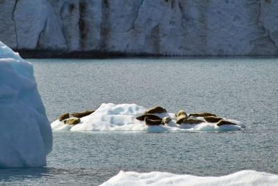 Seals On Ice