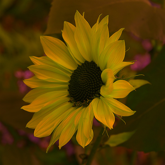 6 July 05 - Sunflower