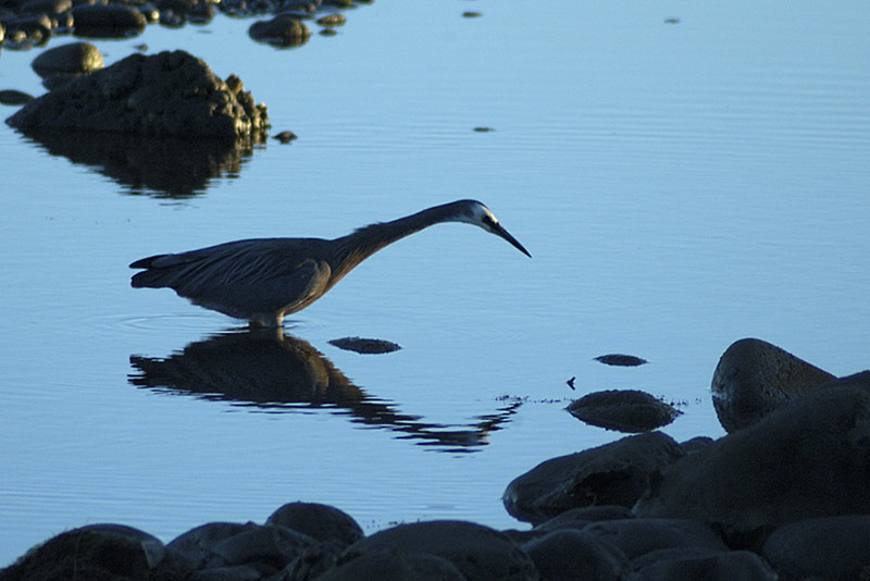 White Faced Heron