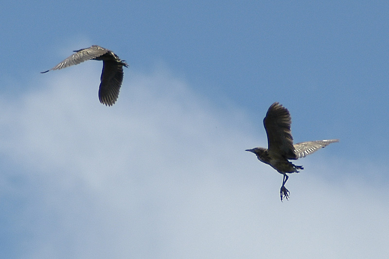 A Pair of Brown Bittern's