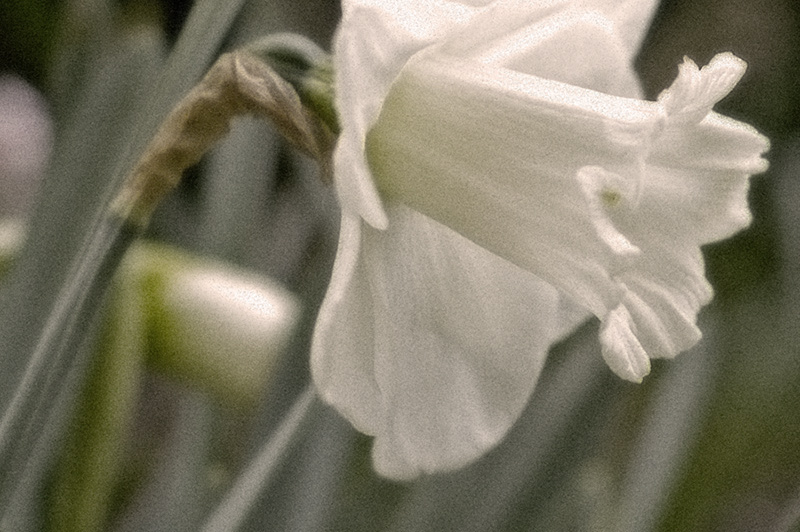 4 September 05 - Daffodils in spring