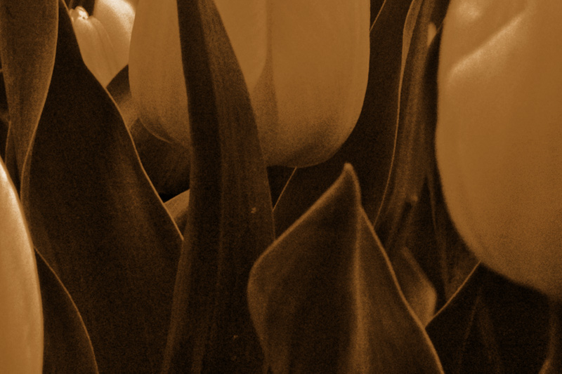 5 September 05 - Tulips in Spring