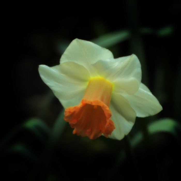 4a Sept 05 - Another Daffydil