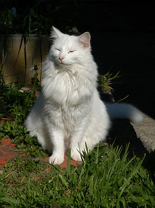 12 September 05 - White cat