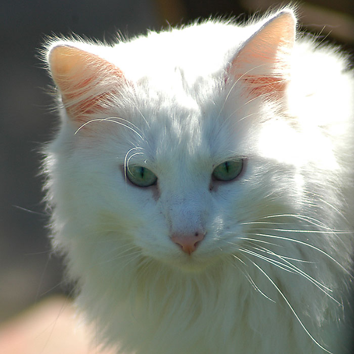 12a September 05 - White cat 2