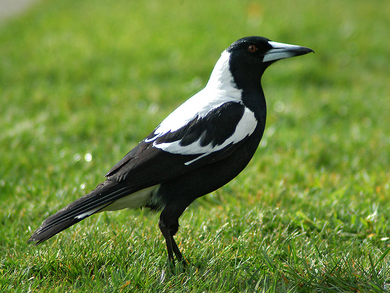 16 August 05 - White Backed Magpie