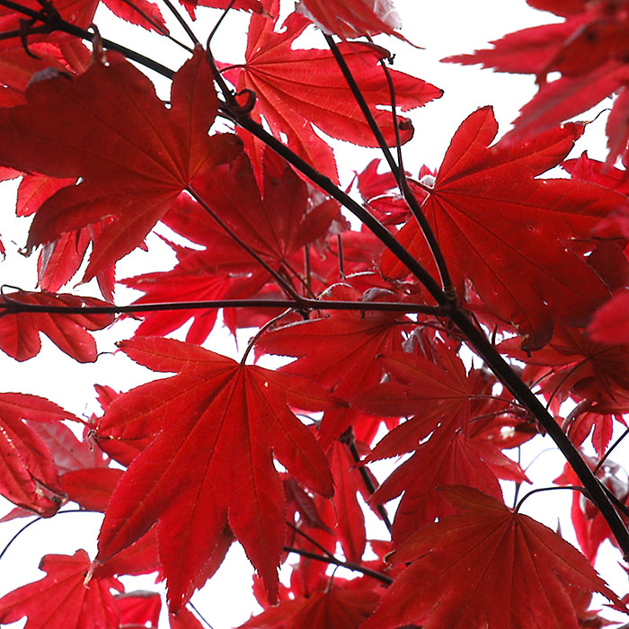 26 September 05 - Red Leaves