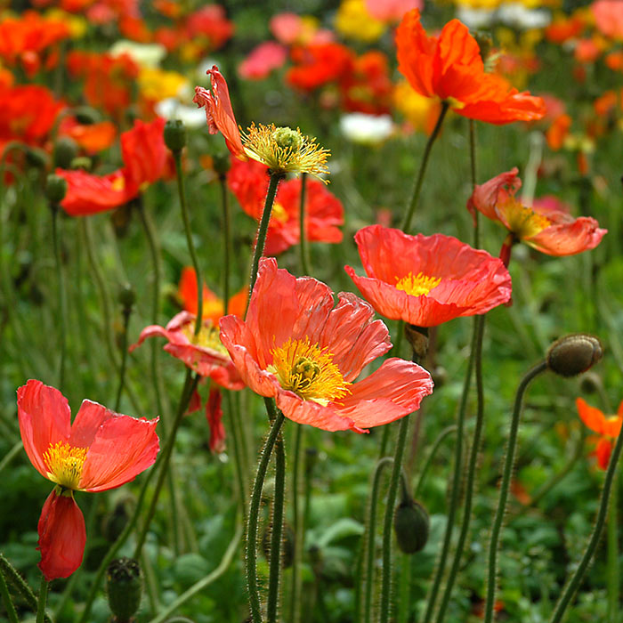 3 October 05 - Poppies