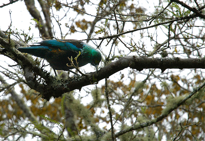 Tui - Otari Reserve