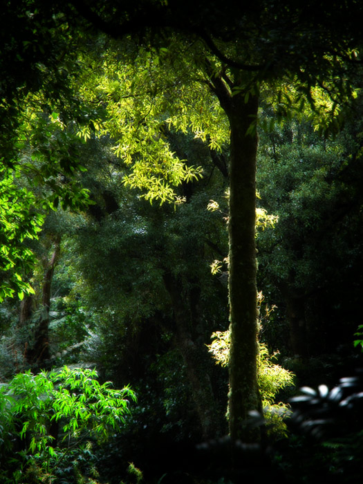 8 October 05 - The Tree
