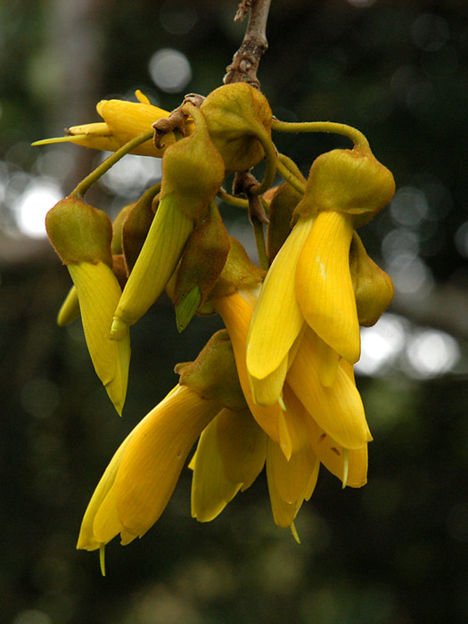 Kowhai flowers - Otari reserve