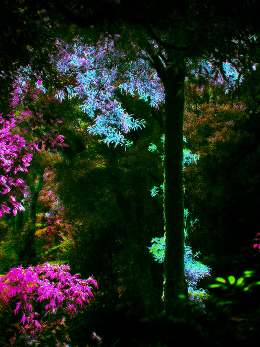 9 October 05 - Modified Tree