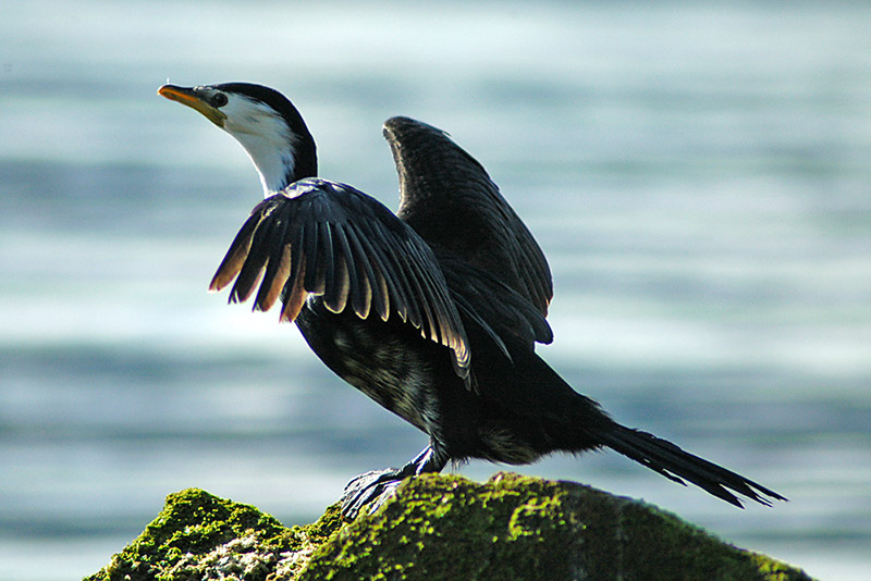 Shag with spread wings